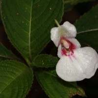 <i>Impatiens truncata</i>  Thwaites